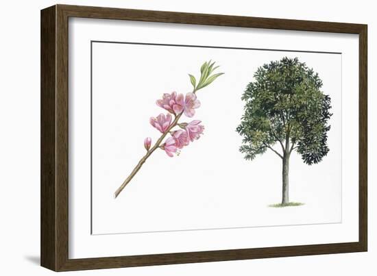 Botany, Trees, Rosaceae, Peach Prunus Persica and Branch with Flowers-null-Framed Giclee Print