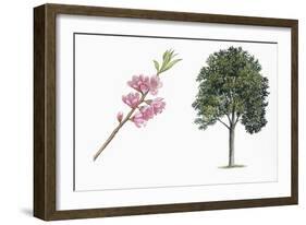 Botany, Trees, Rosaceae, Peach Prunus Persica and Branch with Flowers-null-Framed Giclee Print