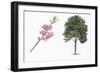 Botany, Trees, Rosaceae, Peach Prunus Persica and Branch with Flowers-null-Framed Giclee Print