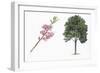 Botany, Trees, Rosaceae, Peach Prunus Persica and Branch with Flowers-null-Framed Giclee Print