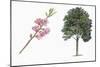 Botany, Trees, Rosaceae, Peach Prunus Persica and Branch with Flowers-null-Mounted Giclee Print