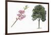 Botany, Trees, Rosaceae, Peach Prunus Persica and Branch with Flowers-null-Framed Giclee Print