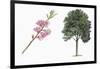 Botany, Trees, Rosaceae, Peach Prunus Persica and Branch with Flowers-null-Framed Giclee Print