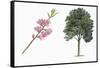 Botany, Trees, Rosaceae, Peach Prunus Persica and Branch with Flowers-null-Framed Stretched Canvas