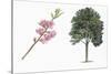 Botany, Trees, Rosaceae, Peach Prunus Persica and Branch with Flowers-null-Stretched Canvas