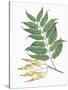 Botany, Trees, Simaroubaceae, Leaves and Fruits of Tree of Heaven Ailanthus Altissima-null-Stretched Canvas