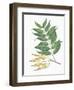 Botany, Trees, Simaroubaceae, Leaves and Fruits of Tree of Heaven Ailanthus Altissima-null-Framed Giclee Print