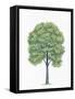 Botany, Trees, Tiliaceae, American Basswood Tilia Americana-null-Framed Stretched Canvas