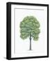Botany, Trees, Tiliaceae, American Basswood Tilia Americana-null-Framed Giclee Print