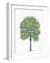 Botany, Trees, Tiliaceae, American Basswood Tilia Americana-null-Framed Giclee Print