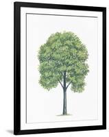 Botany, Trees, Tiliaceae, American Basswood Tilia Americana-null-Framed Giclee Print