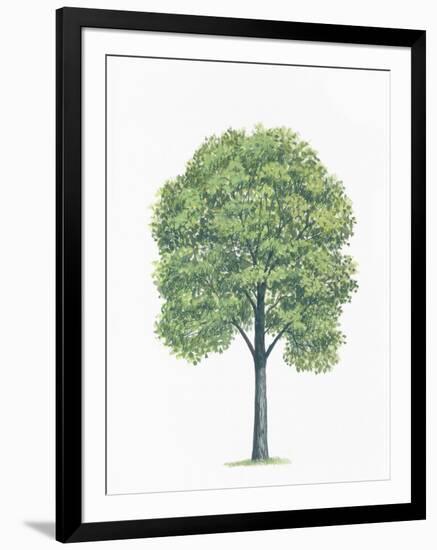 Botany, Trees, Tiliaceae, American Basswood Tilia Americana-null-Framed Giclee Print