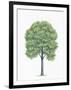 Botany, Trees, Tiliaceae, American Basswood Tilia Americana-null-Framed Giclee Print