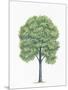 Botany, Trees, Tiliaceae, American Basswood Tilia Americana-null-Mounted Giclee Print