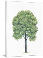 Botany, Trees, Tiliaceae, American Basswood Tilia Americana-null-Stretched Canvas