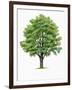 Botany, Trees, Ulmaceae, European White Elm Ulmus Laevis-null-Framed Giclee Print