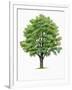 Botany, Trees, Ulmaceae, European White Elm Ulmus Laevis-null-Framed Giclee Print