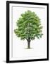 Botany, Trees, Ulmaceae, European White Elm Ulmus Laevis-null-Framed Giclee Print