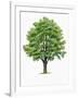 Botany, Trees, Ulmaceae, European White Elm Ulmus Laevis-null-Framed Giclee Print