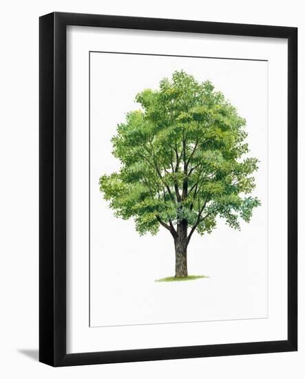 Botany, Trees, Ulmaceae, European White Elm Ulmus Laevis-null-Framed Giclee Print