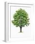 Botany, Trees, Ulmaceae, European White Elm Ulmus Laevis-null-Framed Giclee Print