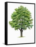 Botany, Trees, Ulmaceae, European White Elm Ulmus Laevis-null-Framed Stretched Canvas