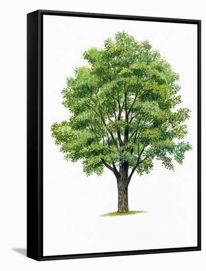 Botany, Trees, Ulmaceae, European White Elm Ulmus Laevis-null-Framed Stretched Canvas