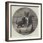 Bothered-John William Bottomley-Framed Giclee Print