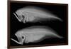 Bothid Flatfish-Sandra J. Raredon-Framed Art Print