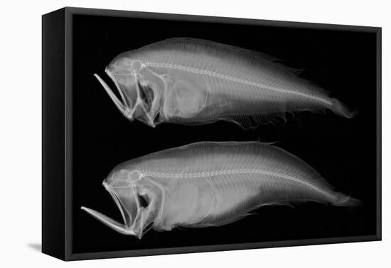 Bothid Flatfish-Sandra J. Raredon-Framed Stretched Canvas