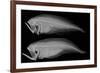 Bothid Flatfish-Sandra J. Raredon-Framed Premium Giclee Print