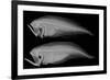 Bothid Flatfish-Sandra J. Raredon-Framed Premium Giclee Print