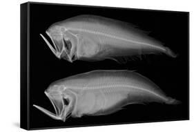 Bothid Flatfish-Sandra J. Raredon-Framed Stretched Canvas