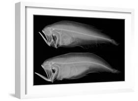 Bothid Flatfish-Sandra J. Raredon-Framed Art Print