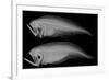 Bothid Flatfish-Sandra J. Raredon-Framed Art Print