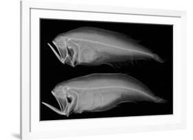 Bothid Flatfish-Sandra J. Raredon-Framed Art Print