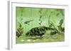 Bothriolepis, a Freshwater Bottom Feeder from the Devonian Period-null-Framed Art Print