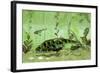 Bothriolepis, a Freshwater Bottom Feeder from the Devonian Period-null-Framed Art Print