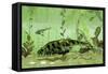 Bothriolepis, a Freshwater Bottom Feeder from the Devonian Period-null-Framed Stretched Canvas