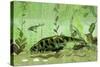 Bothriolepis, a Freshwater Bottom Feeder from the Devonian Period-null-Stretched Canvas