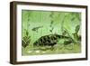 Bothriolepis, a Freshwater Bottom Feeder from the Devonian Period-null-Framed Art Print