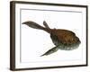 Bothriolepis, a Freshwater Detritivore from the Devonian Period-null-Framed Art Print