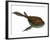 Bothriolepis, a Freshwater Detritivore from the Devonian Period-null-Framed Art Print
