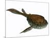 Bothriolepis, a Freshwater Detritivore from the Devonian Period-null-Mounted Art Print