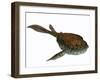 Bothriolepis, a Freshwater Detritivore from the Devonian Period-null-Framed Art Print