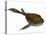 Bothriolepis, a Freshwater Detritivore from the Devonian Period-null-Stretched Canvas