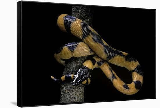 Bothrochilus Boa (Bismarck Ringed Python)-Paul Starosta-Framed Stretched Canvas