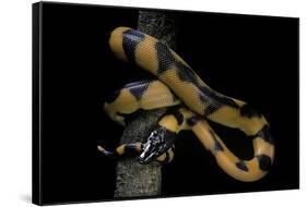 Bothrochilus Boa (Bismarck Ringed Python)-Paul Starosta-Framed Stretched Canvas