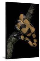 Bothrochilus Boa (Bismarck Ringed Python)-Paul Starosta-Stretched Canvas