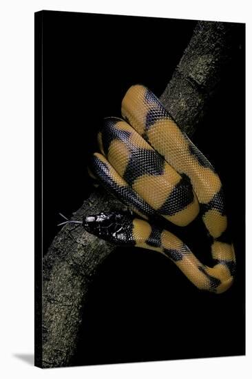 Bothrochilus Boa (Bismarck Ringed Python)-Paul Starosta-Stretched Canvas